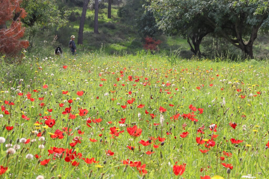 Israel flowers