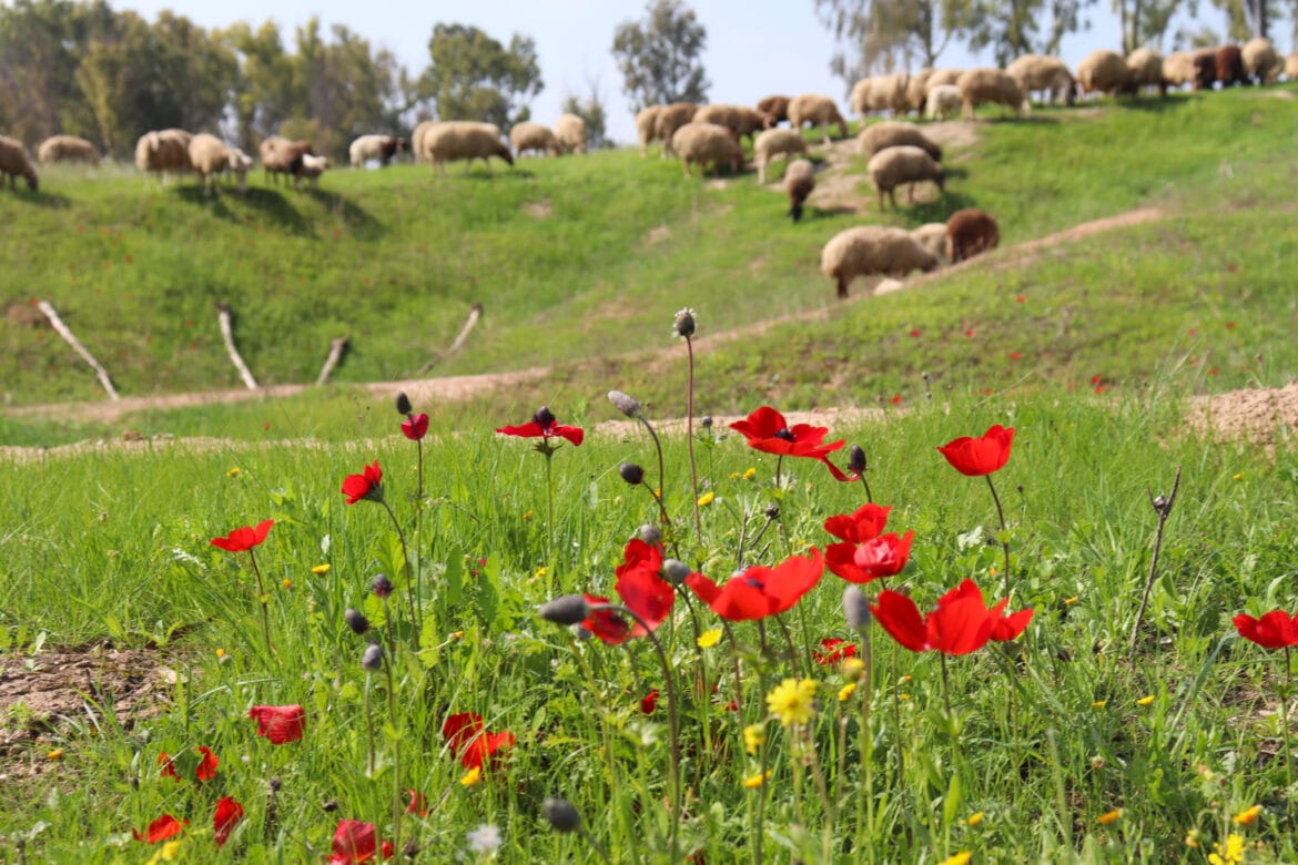 Red in February – Shokda Forest