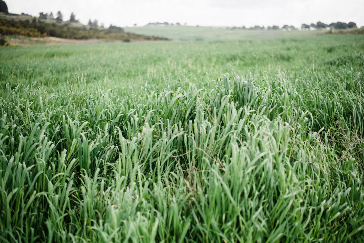 Local Stories: Life in Kibbutz Ramot Menashe