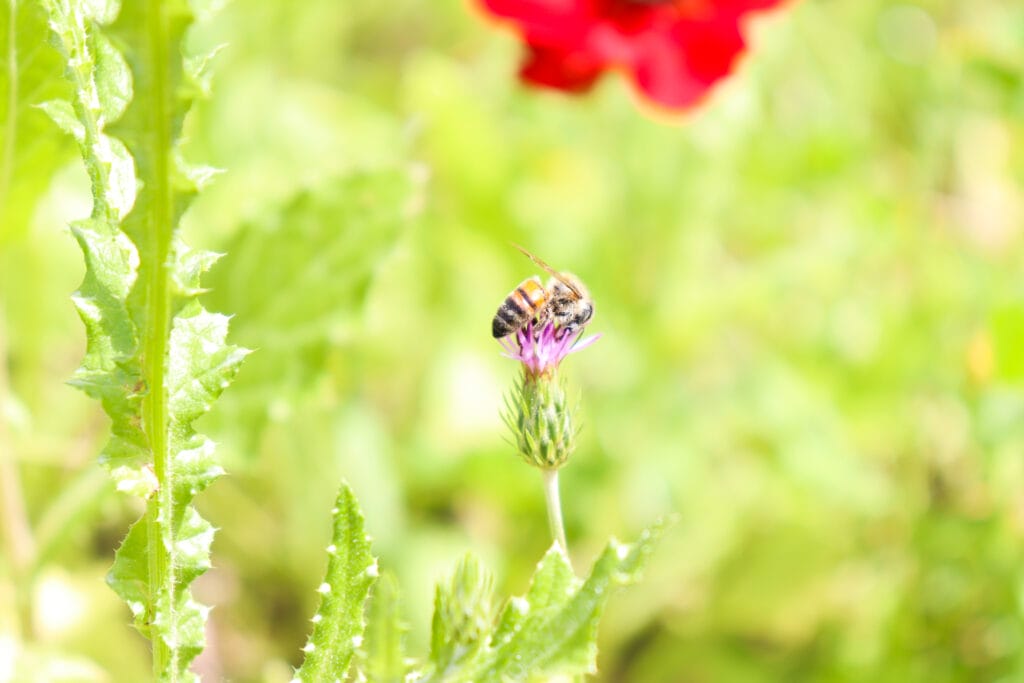 Burgin Itri Ruins Hike Park Adulam