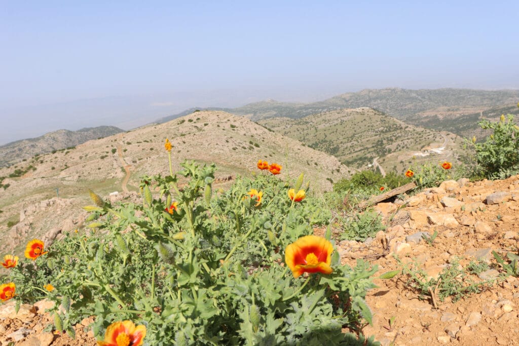 Mount Hermon hike