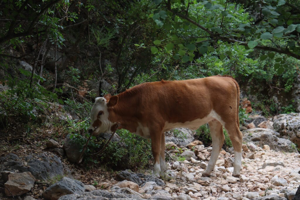Nahal Neder and Ein Kedem hike.