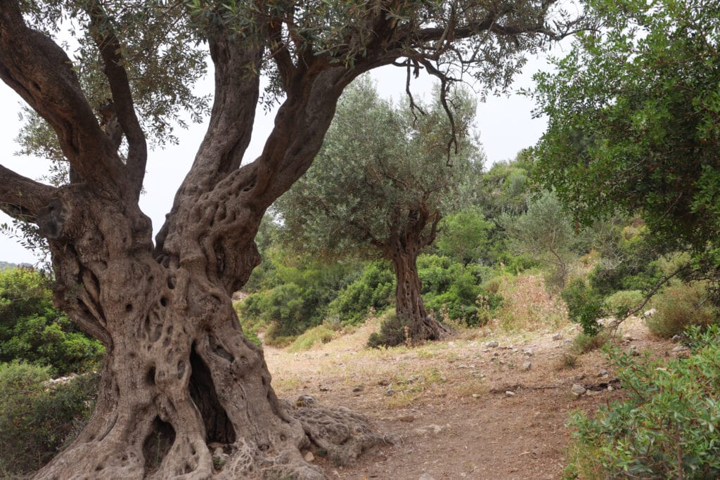 Nahal Neder and Ein Kedem hike.