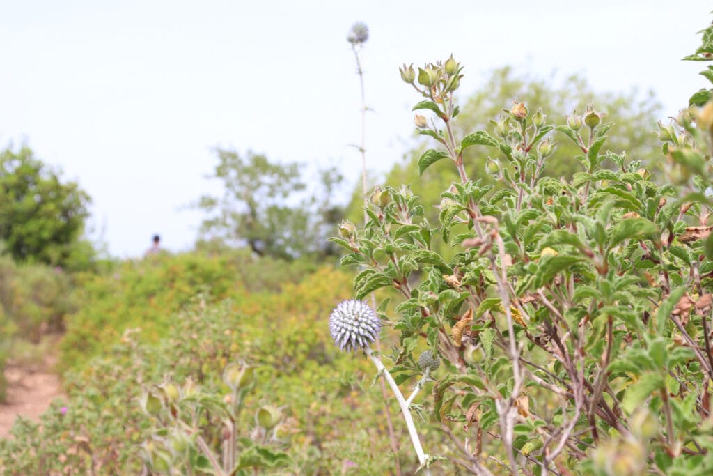 Nahal Neder and Ein Kedem hike.