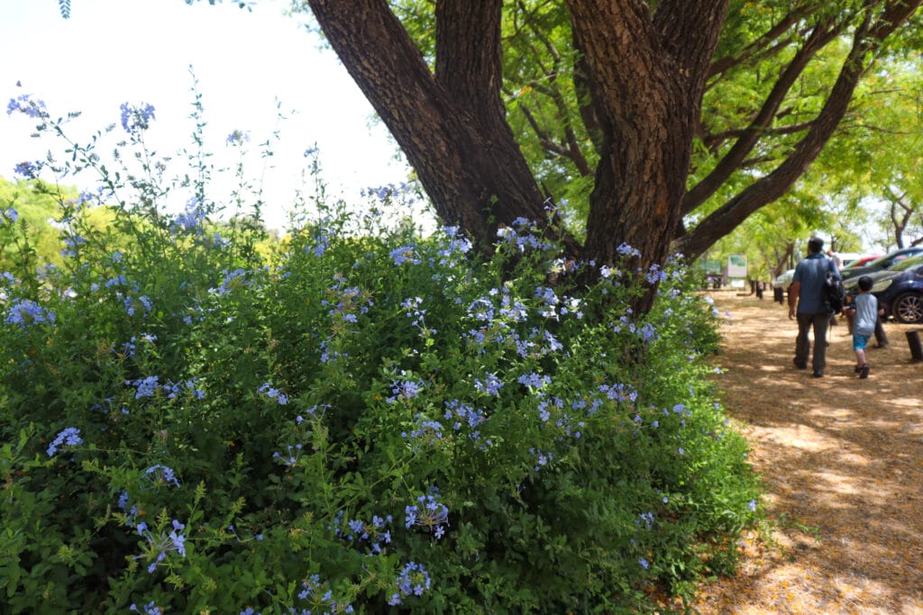 Tel Afek hike