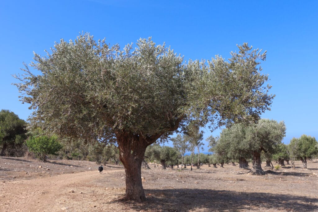 Nahal Bustan Ein Hod hike Carmel