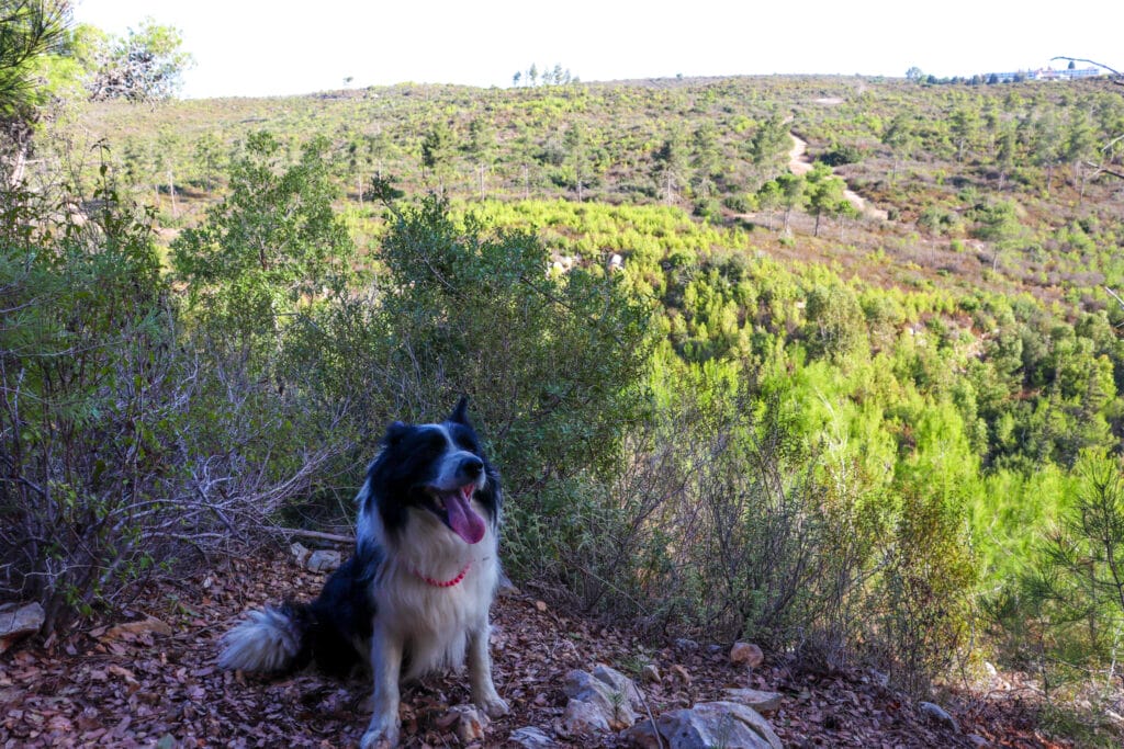 Nahal Bustan Ein Hod hike Carmel