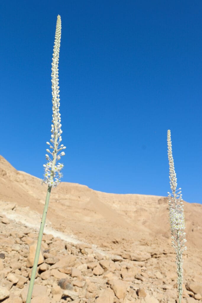 Nahal Rom hike Israel