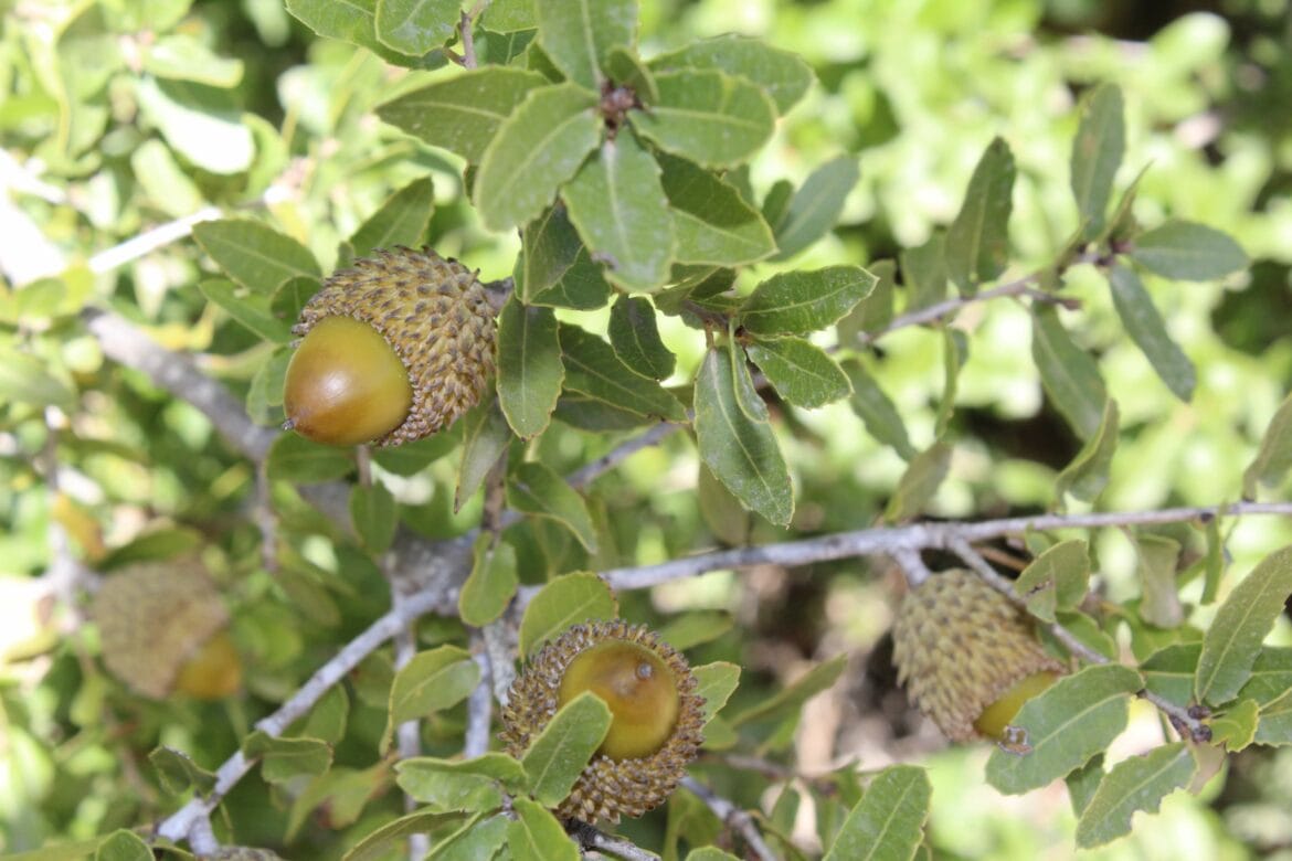 Plants and Prophets: The Connection Between Nature and Tanach