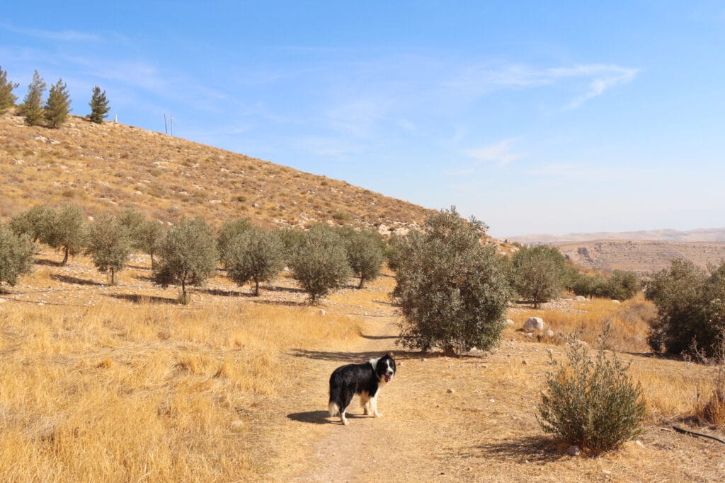 Nahal Tekoa hike