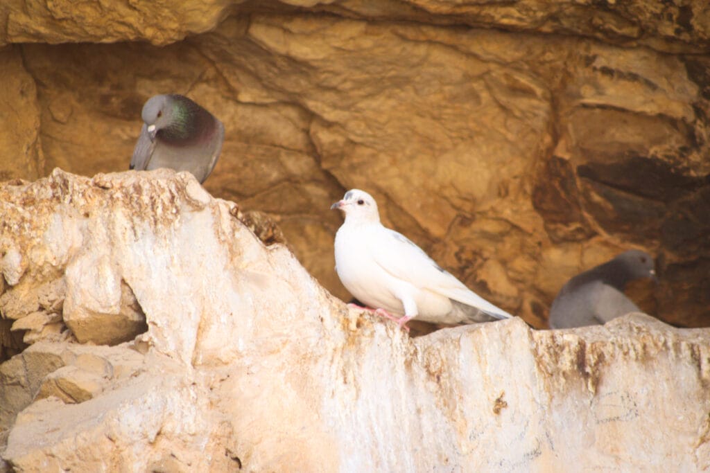 Upper Nahal Rahaf