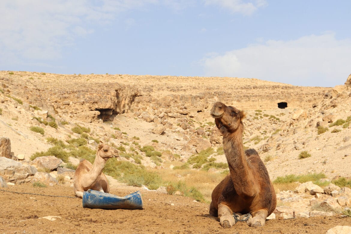 Desert Hike at Nahal Kidod