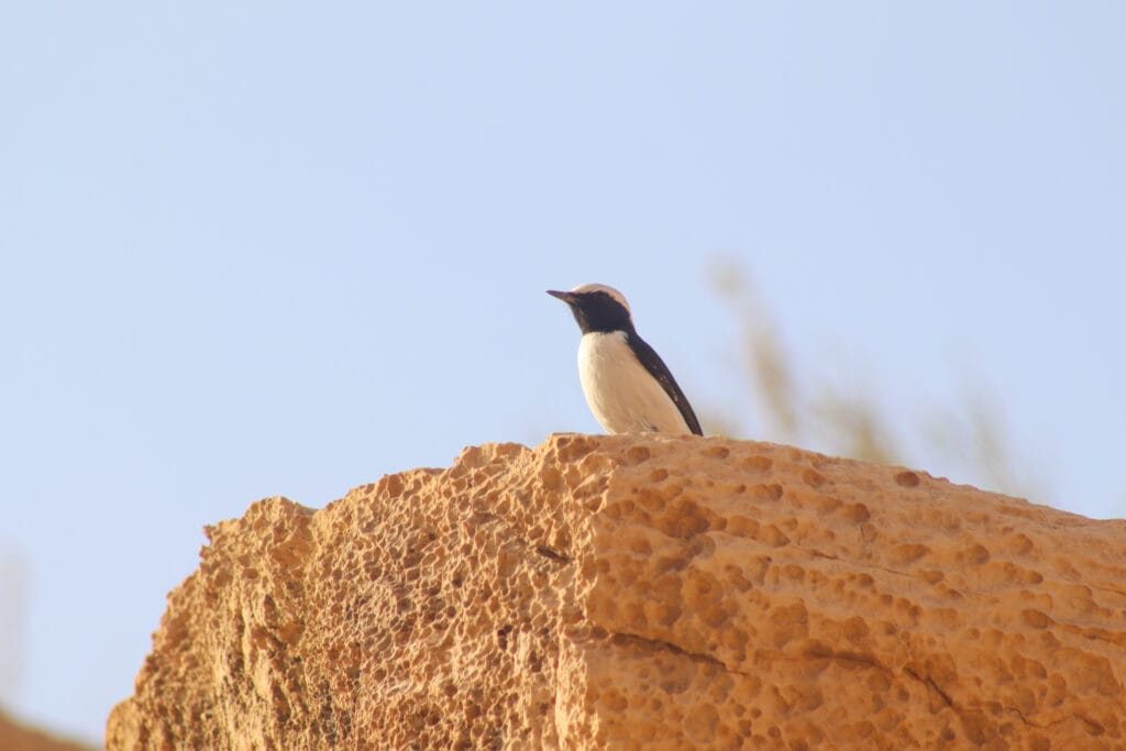 Nahal Kidod hike