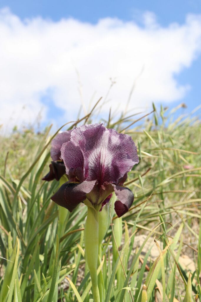 Israel flowers