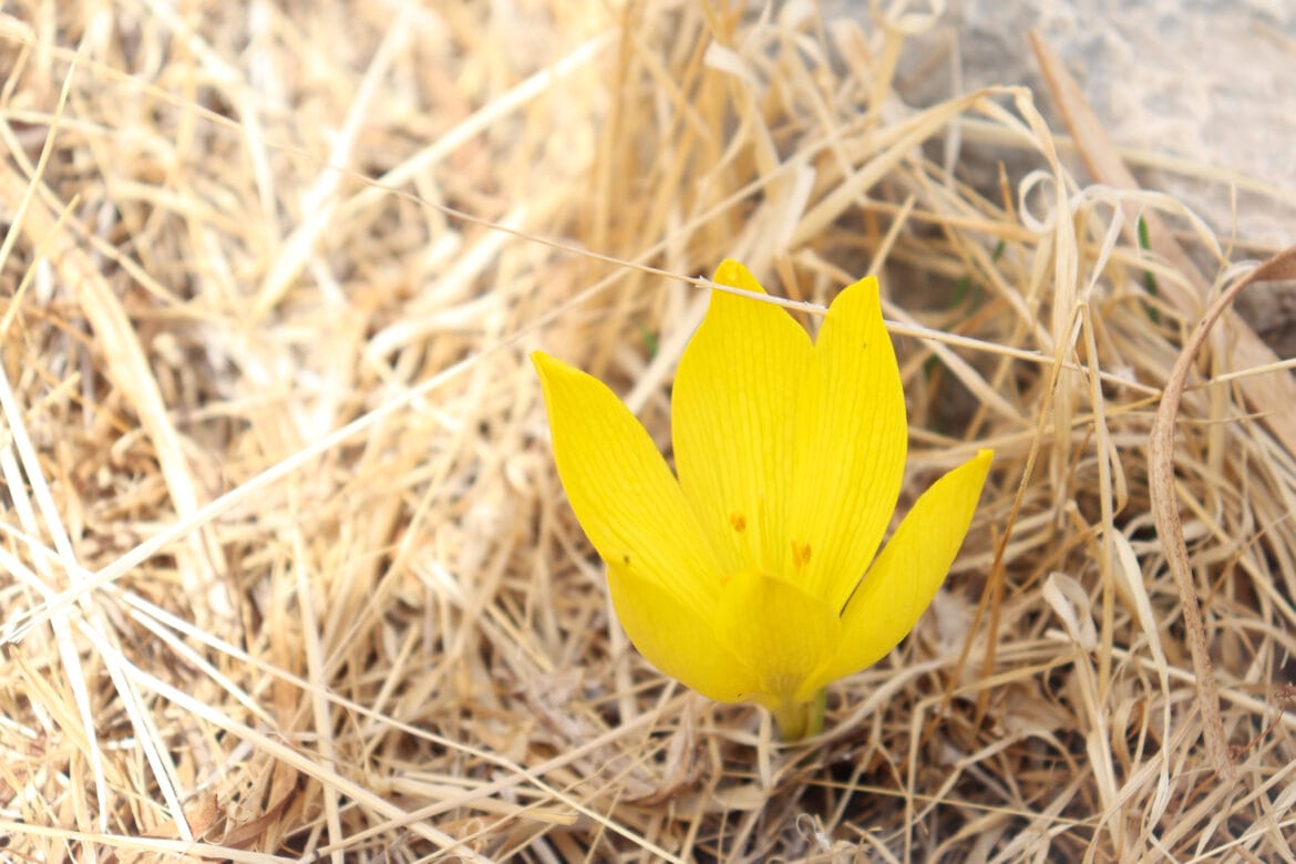 The Cholmoniot Trail: Gush Etzion