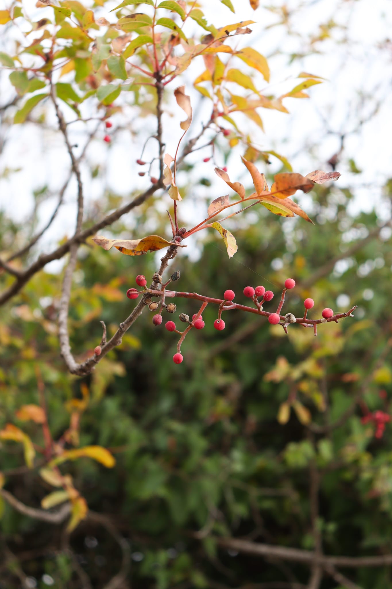 Plants and Prophets Part 2 The Terebinth Hiking the Holyland