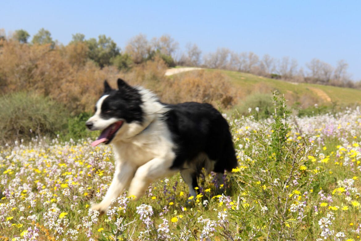 Nahal HaBesor: February Flowers