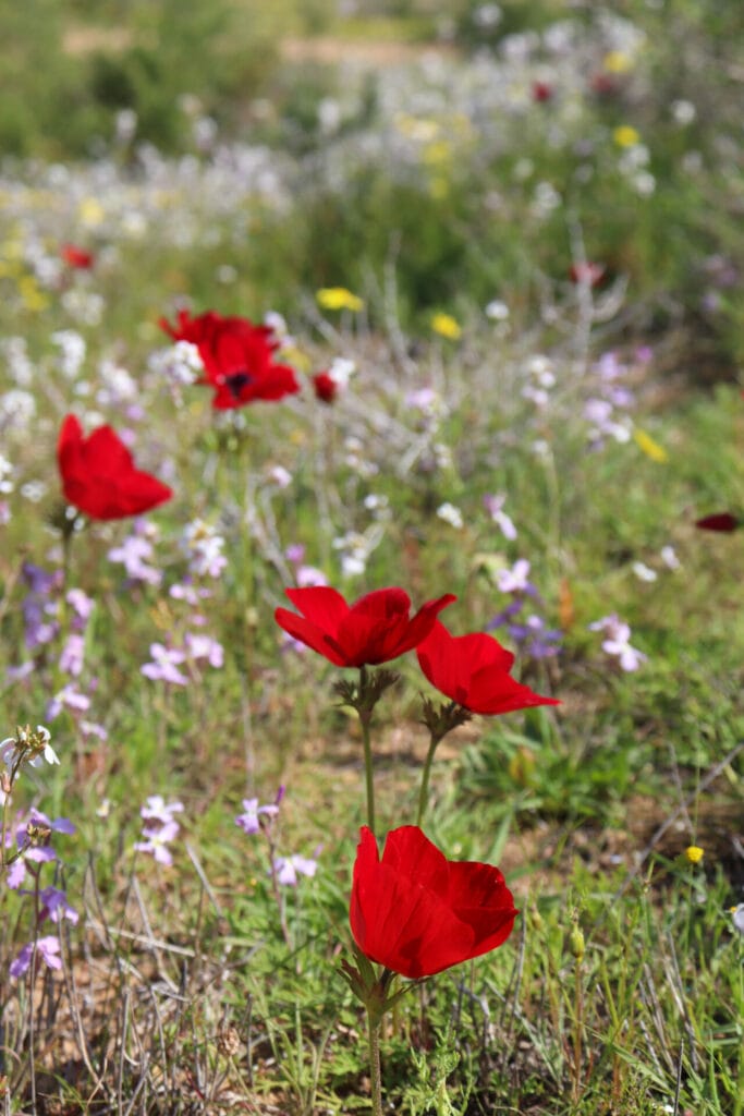 Nahal HaBesor hike