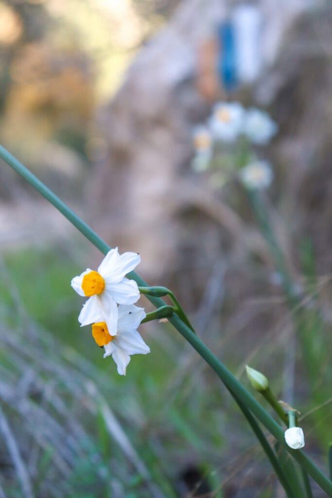 Israel flowers