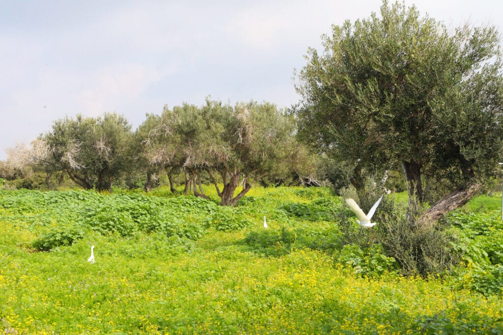 Ramat HaNadiv Ein Tzur hike