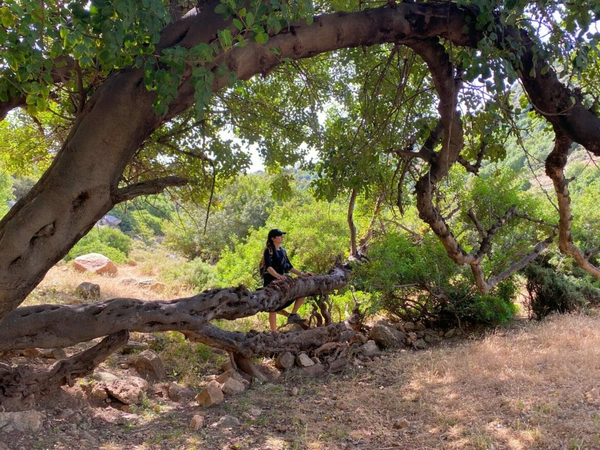 Nahal Kana – Valley of Trees