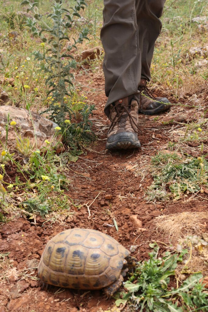 Israel Trail hike at Nahal Dishon