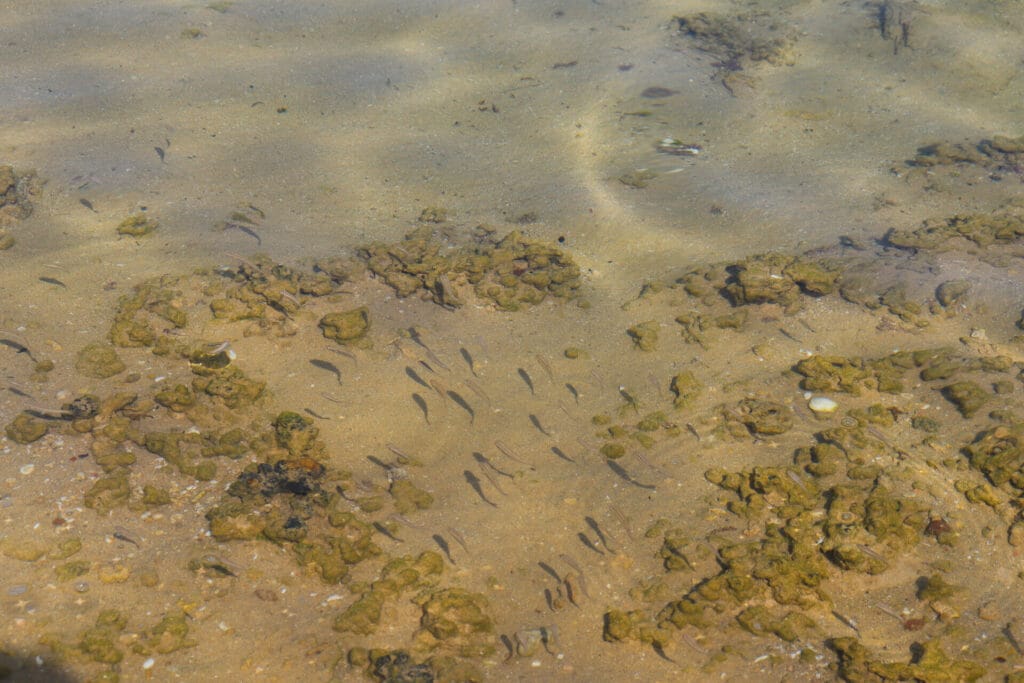 Gdor beach nature reserve hike