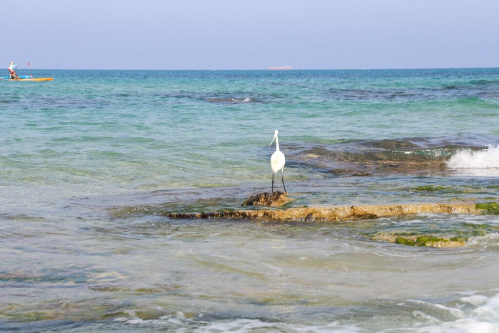 Gdor beach nature reserve hike