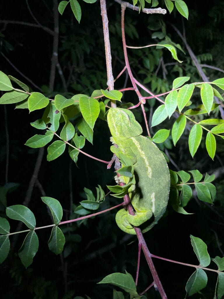 Israel night hike animals