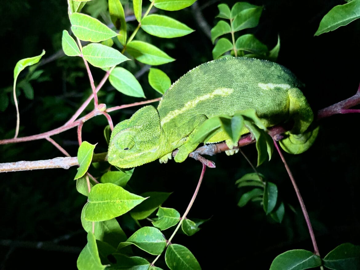 Nocturnal Animals: Night Hike!