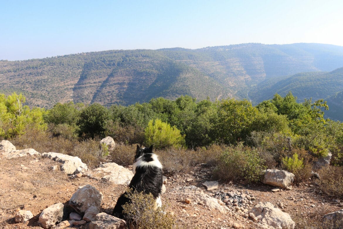 Mount Ya’ale Summit and Ancient Ruins at the Sorek Reserve