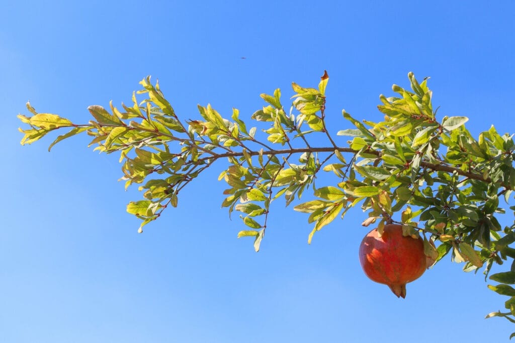 Nahal Teninim hike Mei Kedem