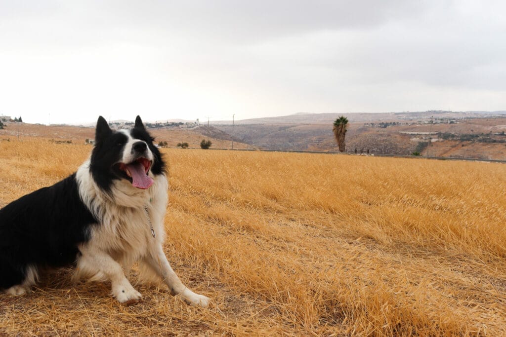 Herodion and Nahal Tekoa hike