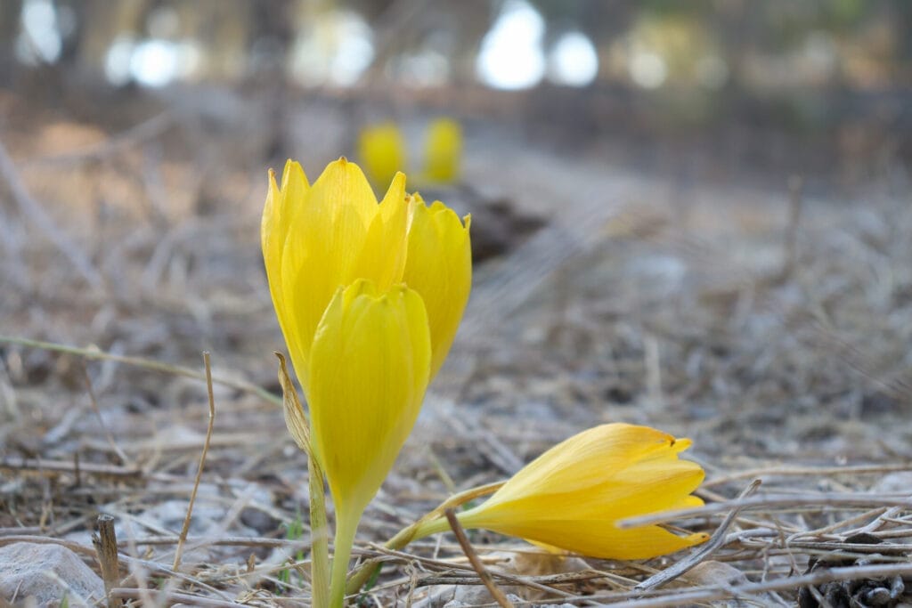 Holmoniot Sternbergia Lahav forest hike