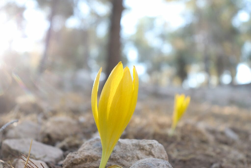 Holmoniot Sternbergia Lahav forest hike