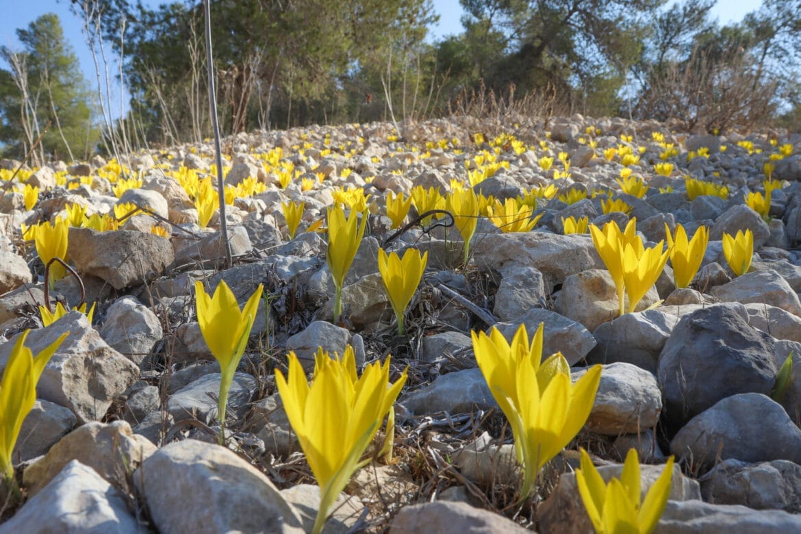 Holmoniot (Autumn Crocus) in Lahav Forest