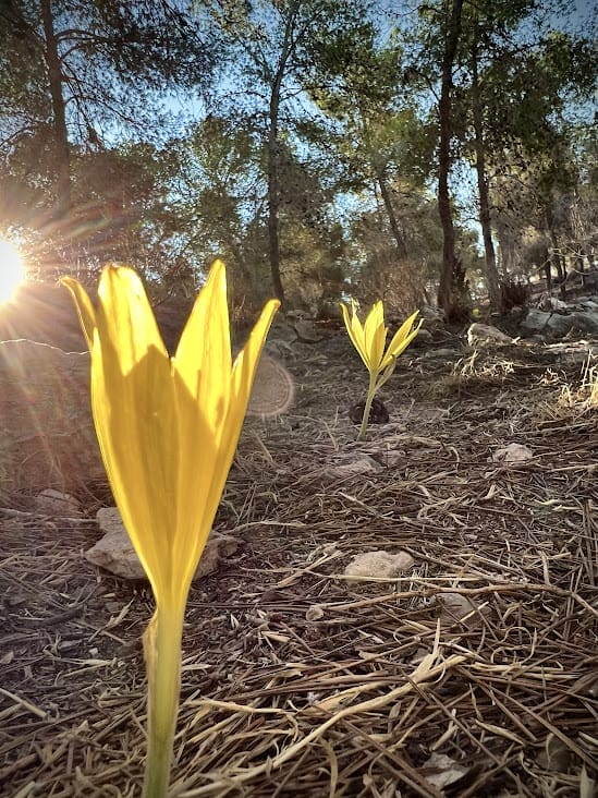 Holmoniot Sternbergia Lahav forest hike