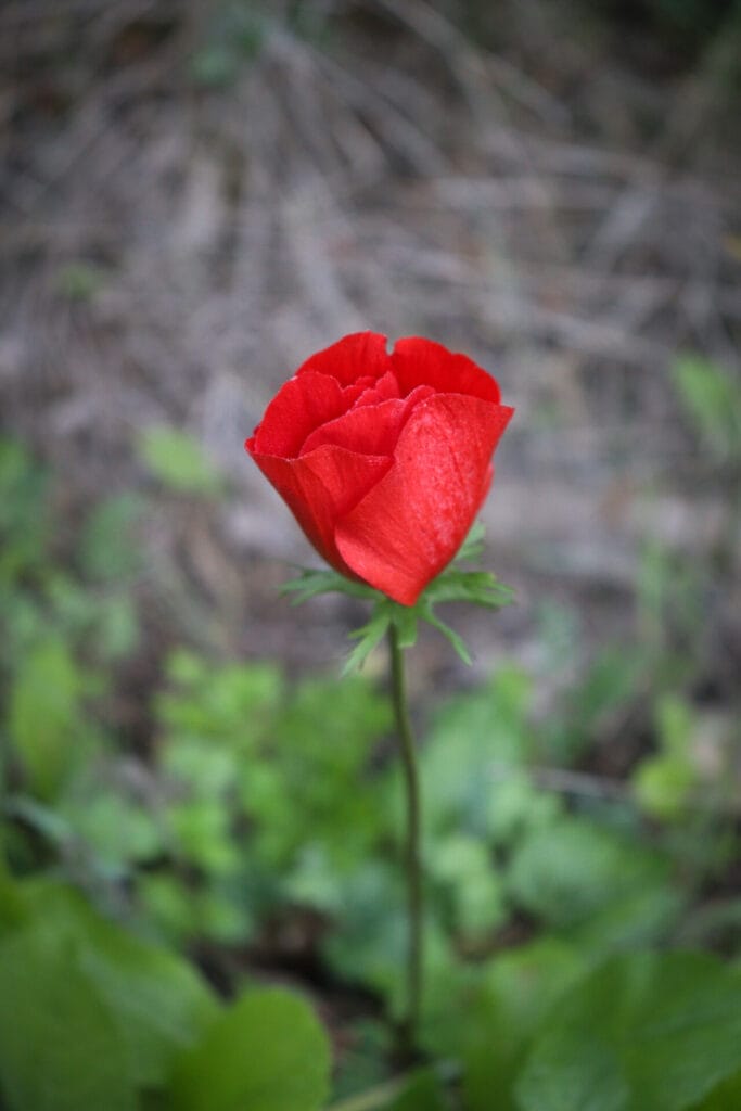 Flowers in Israel