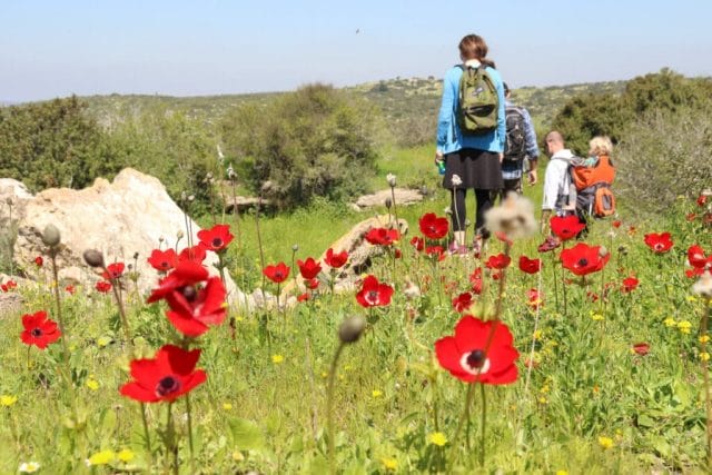 flowers in Israel