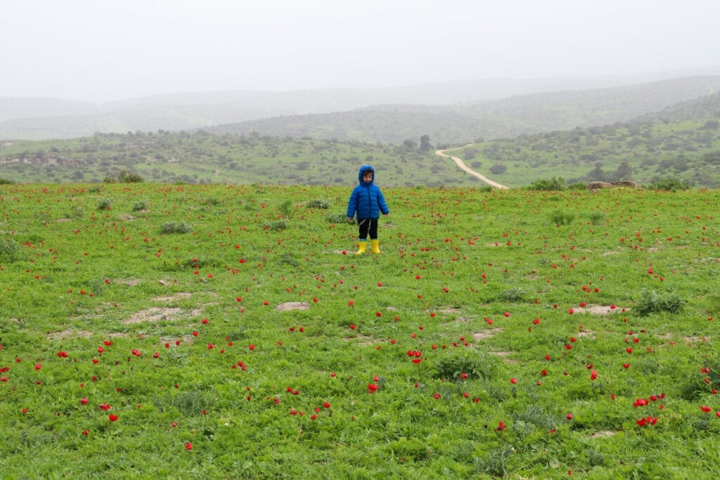 Flowers in Israel