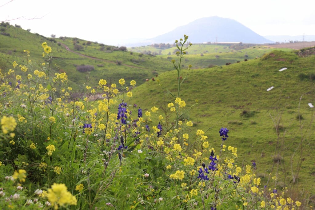 Flowers in Israel