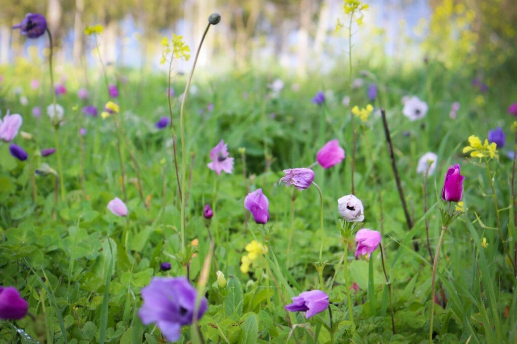 Tel Megiddo Manhat Megiddo Israel Wildflowers