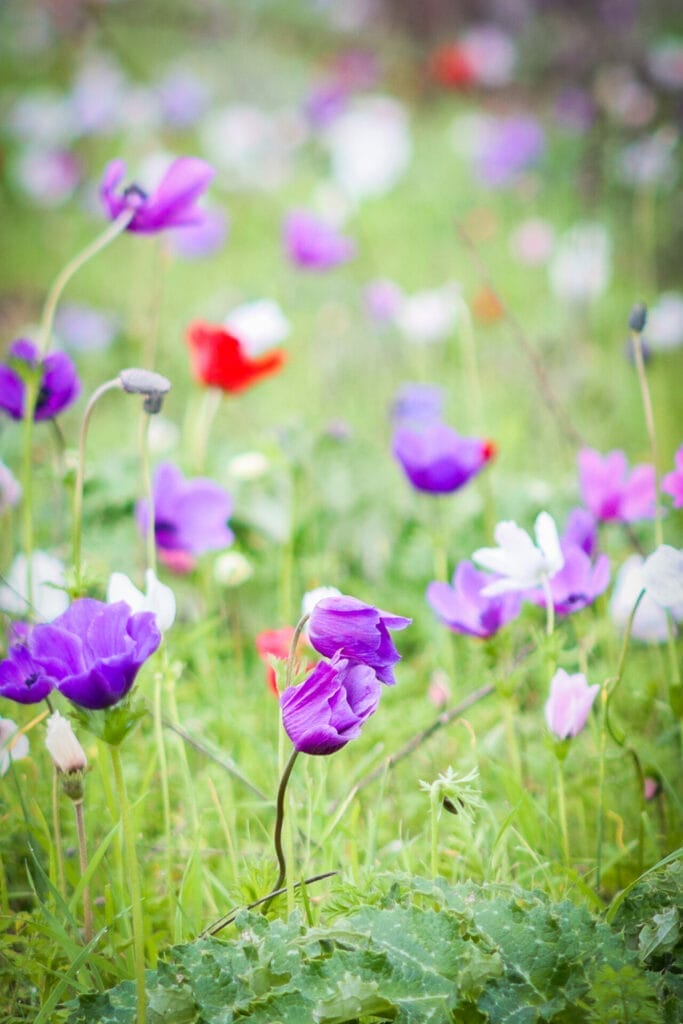 Tel Megiddo Manhat Megiddo Israel Wildflowers