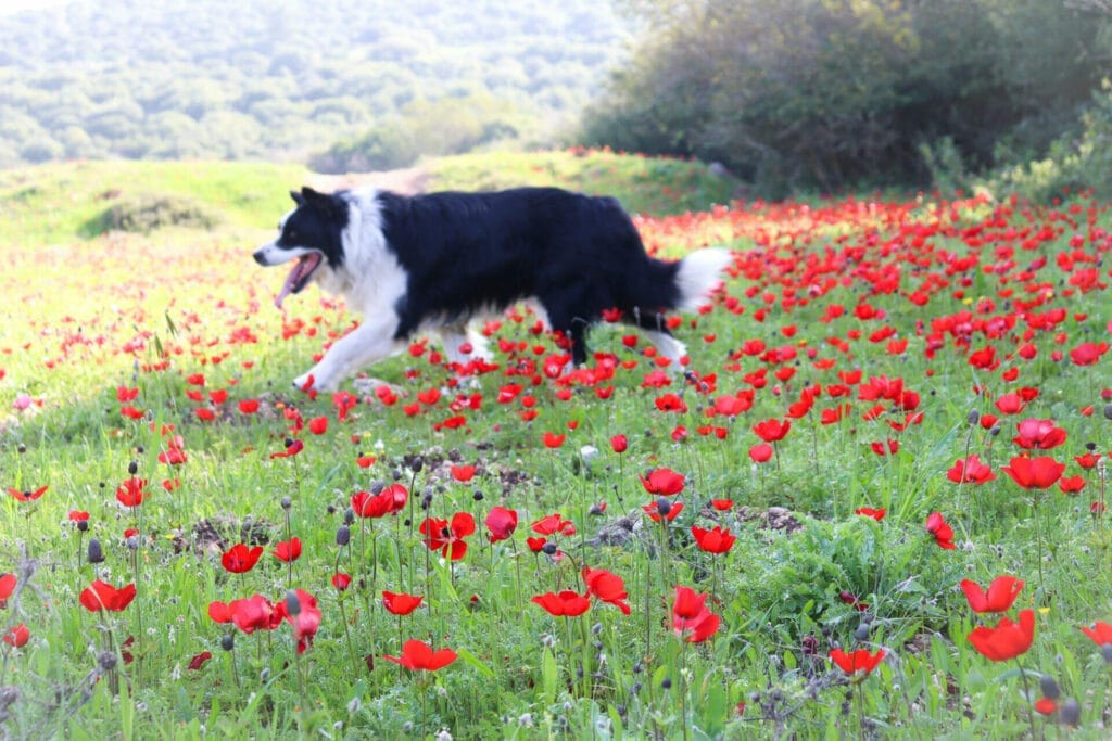 Best Israel hikes for Pesach 2023