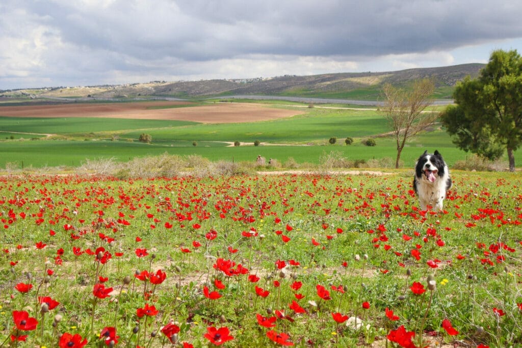 Hurvat Zak hike Israel Shfela Darom Adom