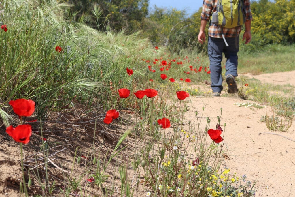 Shikma Stream hike Nahal Shikma