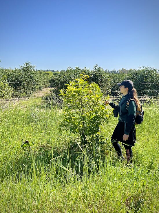 Shikma Stream hike Nahal Shikma