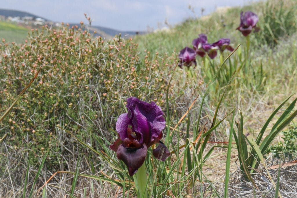 Best Israel hikes for Pesach 2023