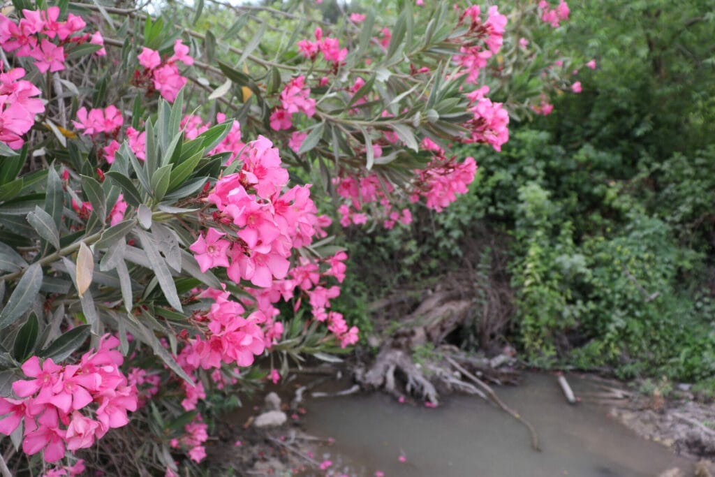 Ein Rechania Ramat HaShofet Springs hike