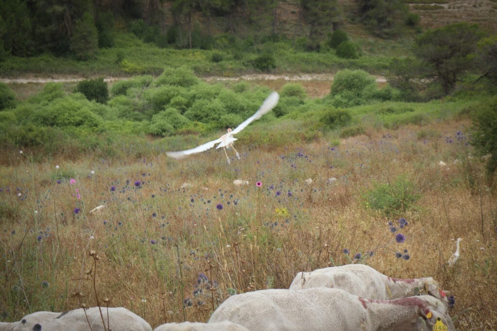 Ein Rechania Ramat HaShofet Springs hike